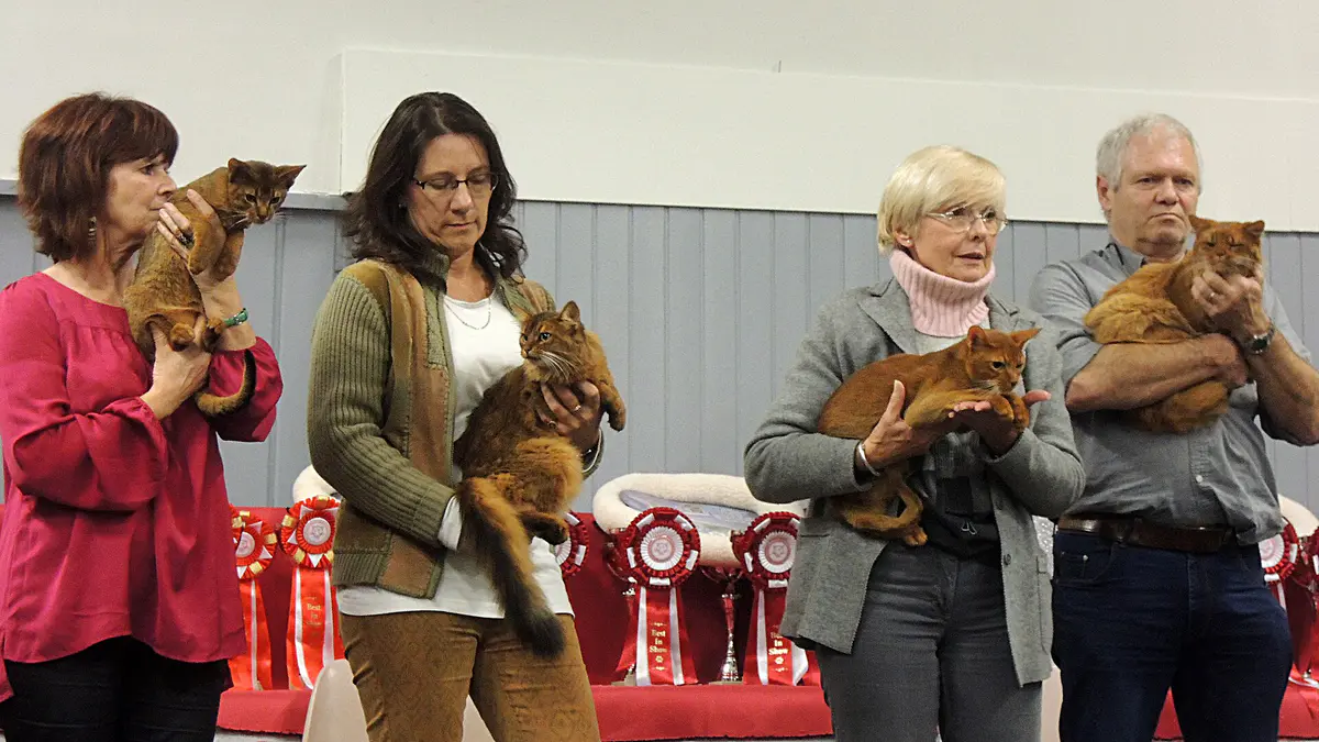 Abyssinian