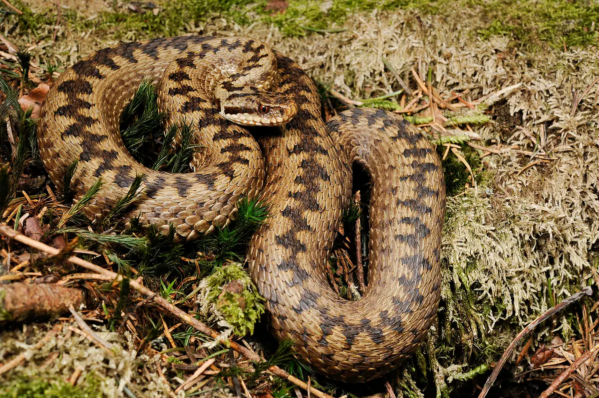 adder