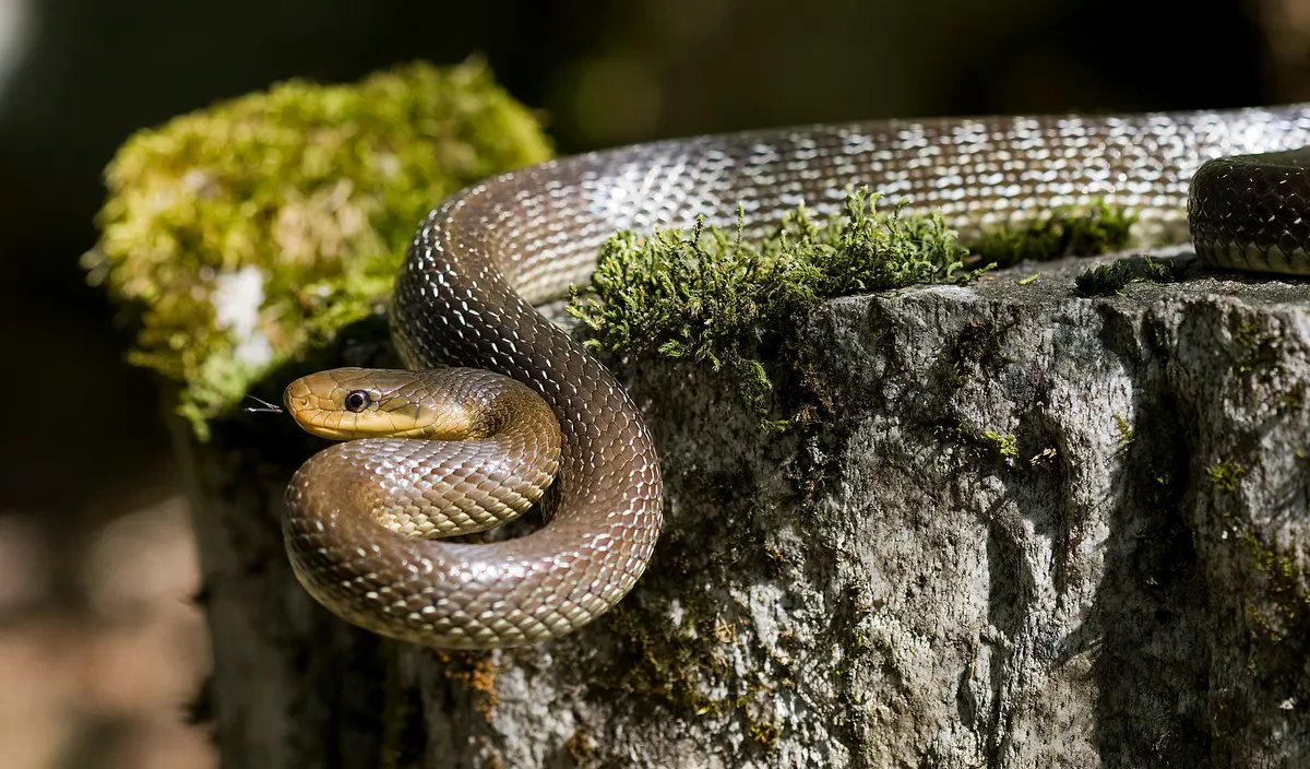 Aesculapian Snake