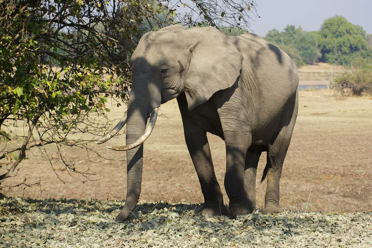 An African bush elephant feeding beside a tree in South Luangwa National Park
