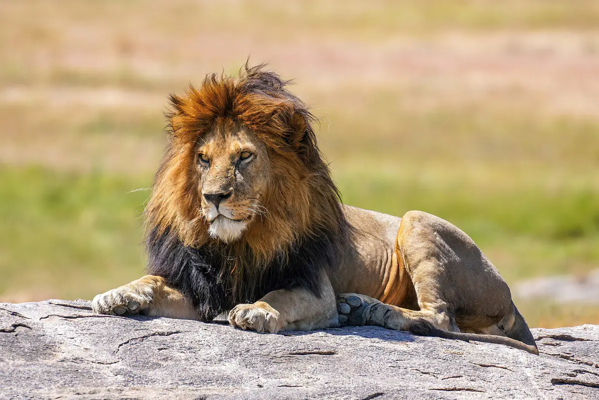 An adult African lion walking through Serengeti grassland