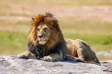 An adult African lion walking through Serengeti grassland