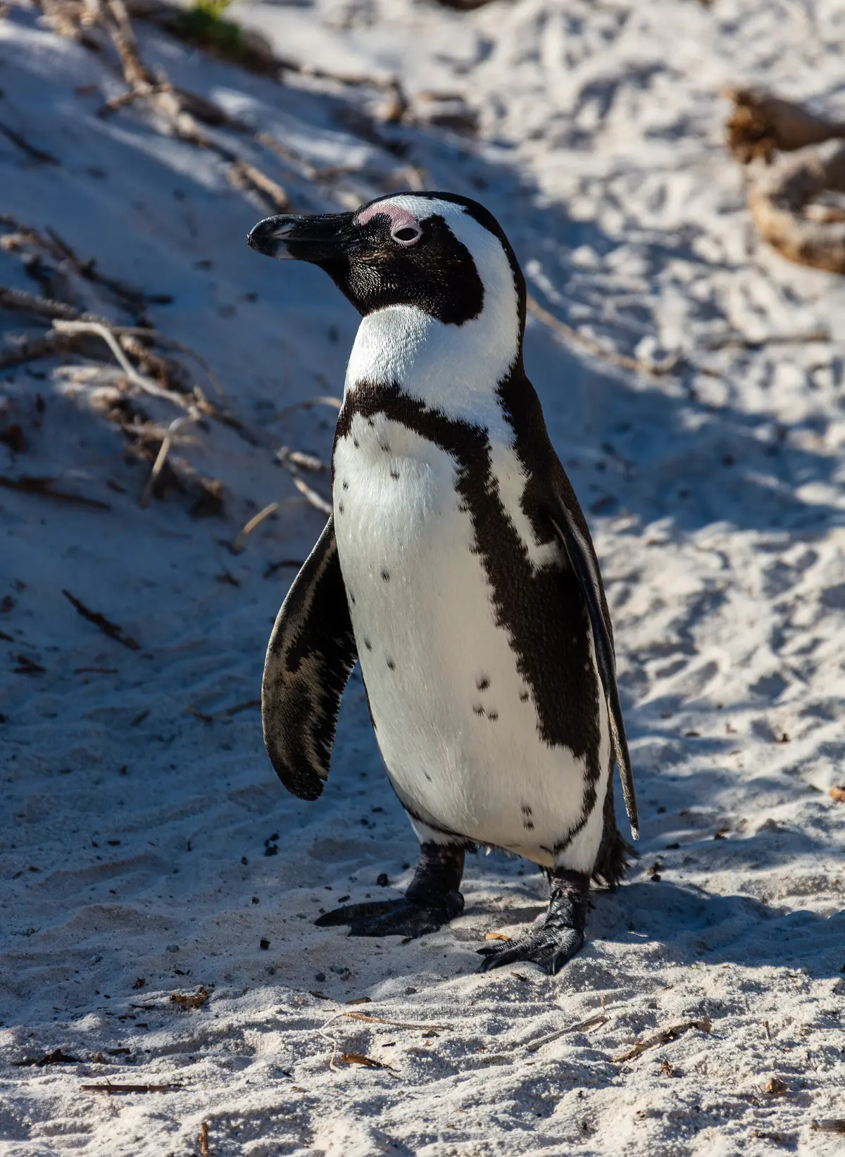 African Penguin