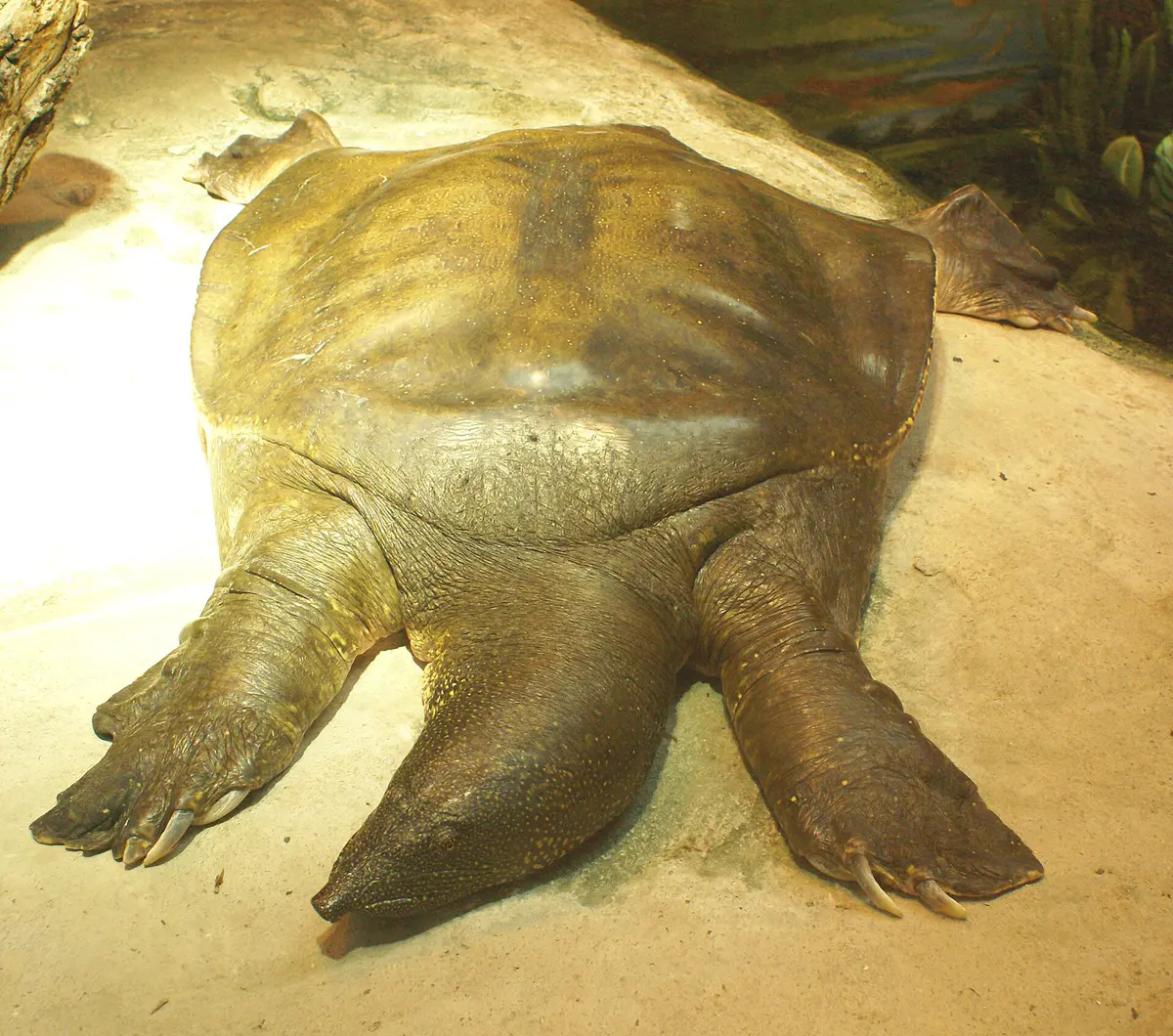 African softshell turtle