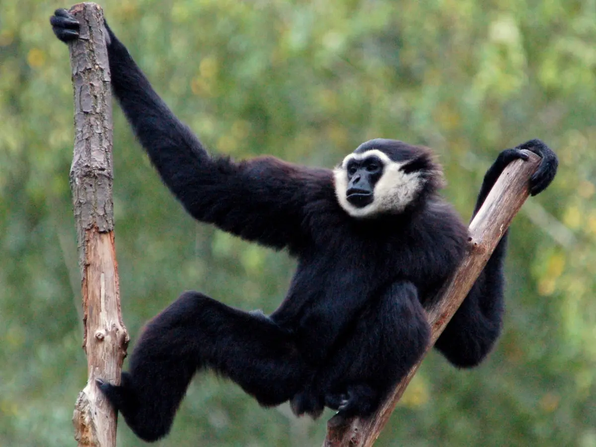 Agile Gibbon
