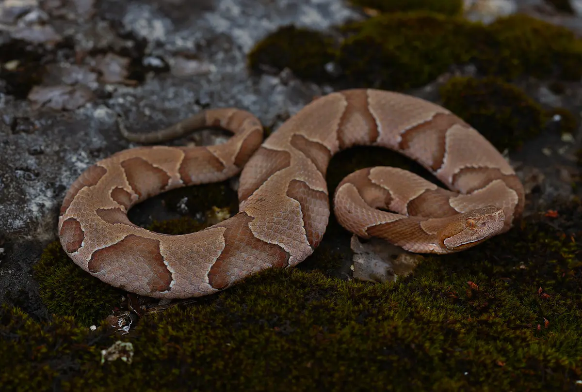 Agkistrodon contortrix
