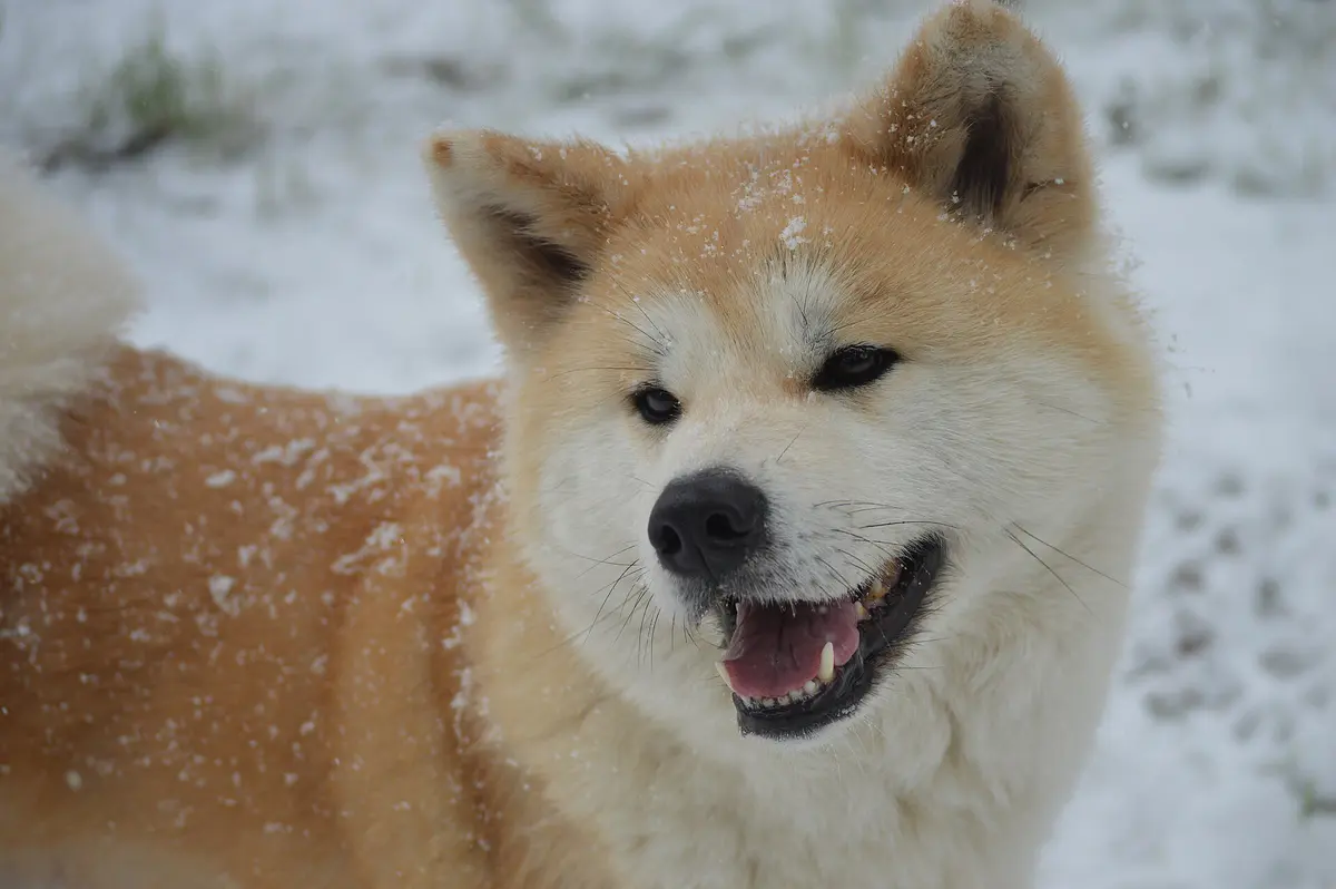 Akita