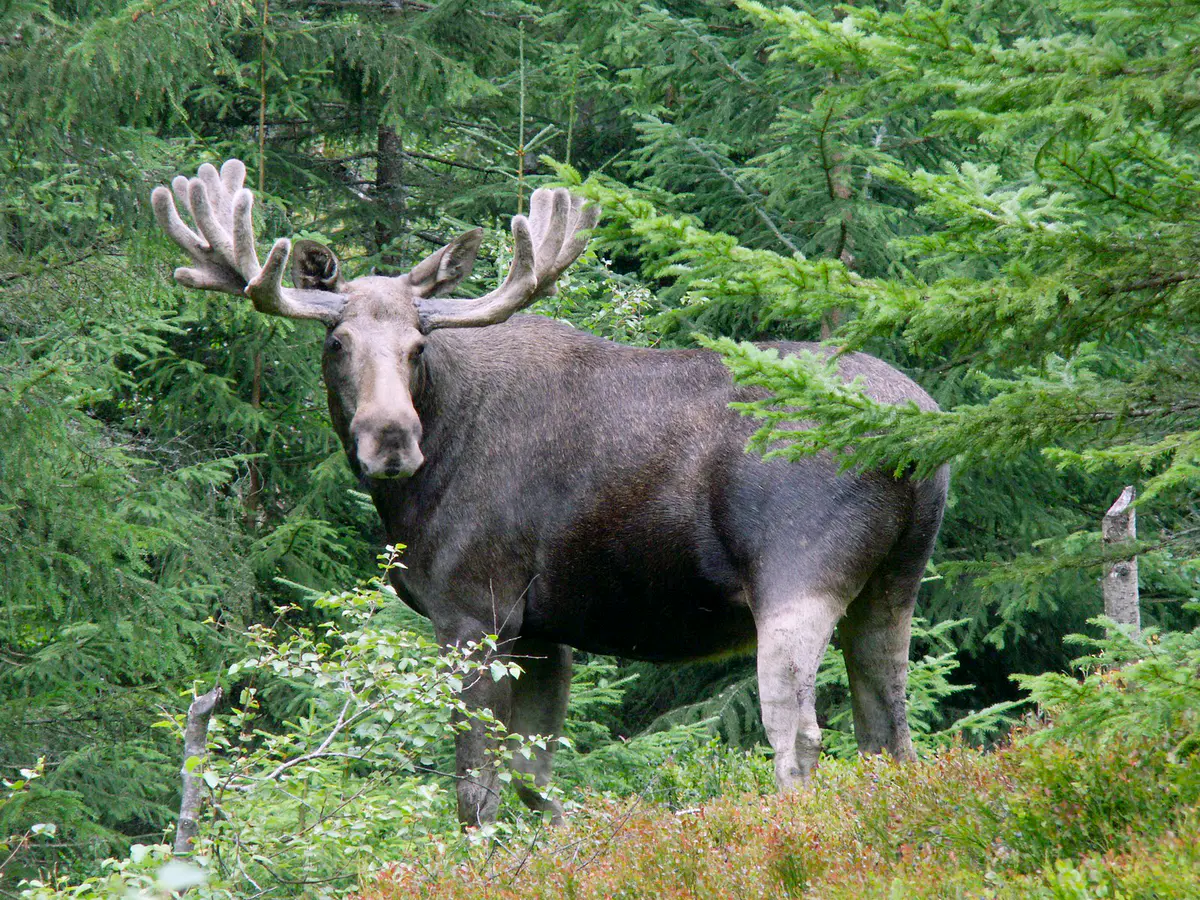 Alces alces