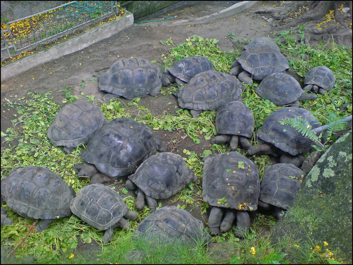 A group of Aldabra giant tortoises in the Seychelles