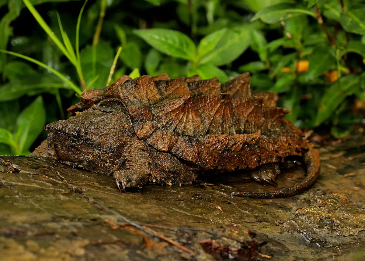 Alligator snapping turtle
