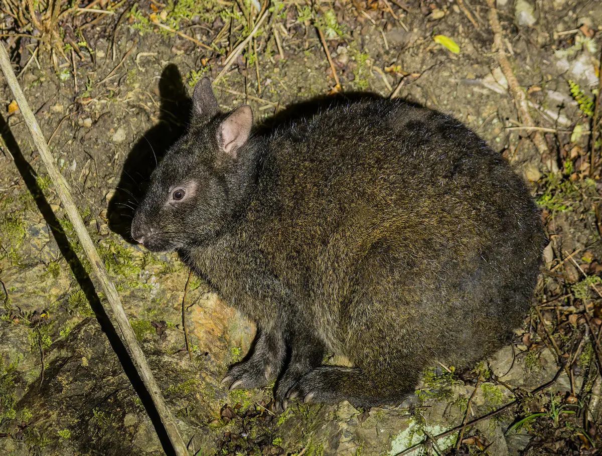 Amami rabbit