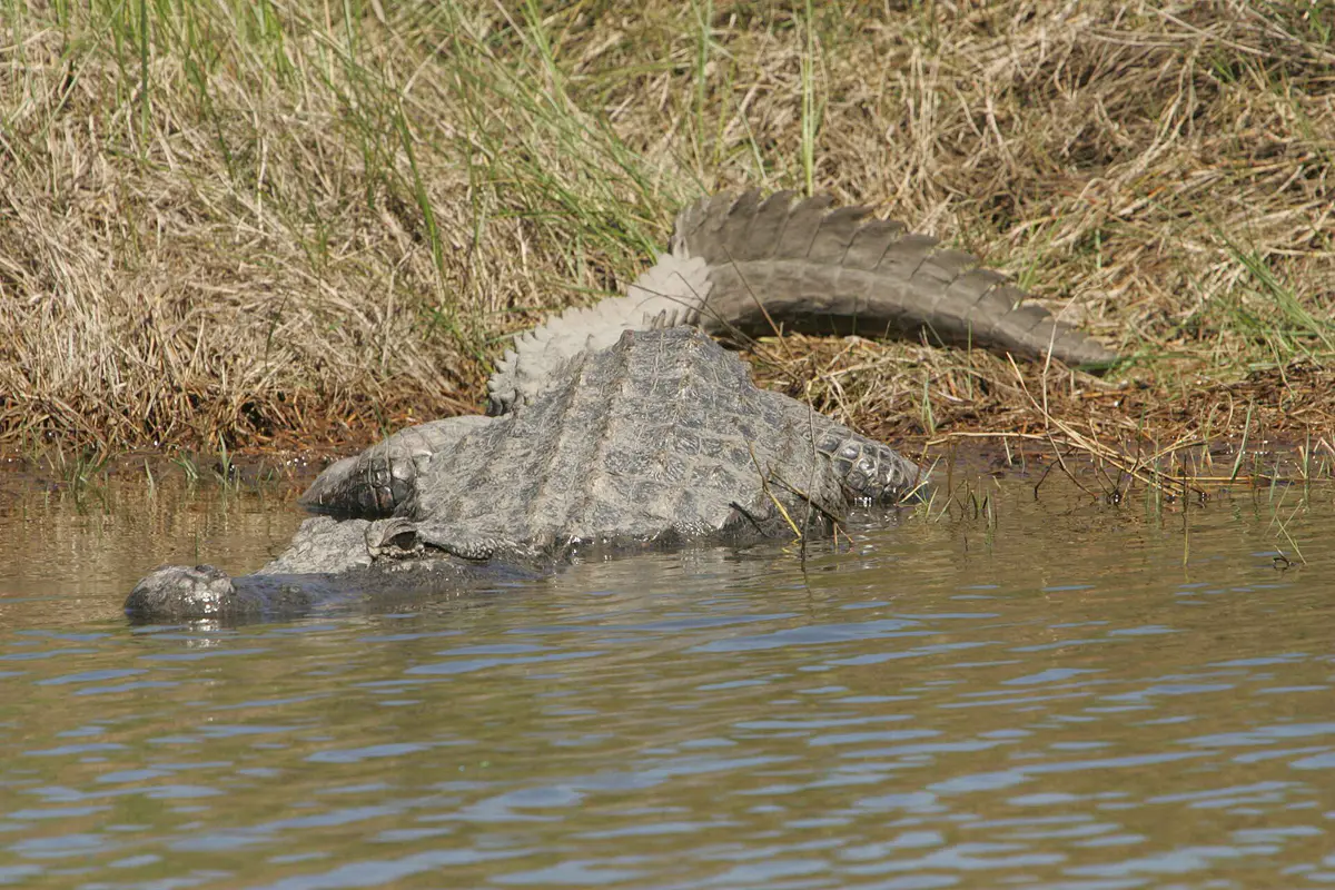 An American alligator resting in shallow wetland water