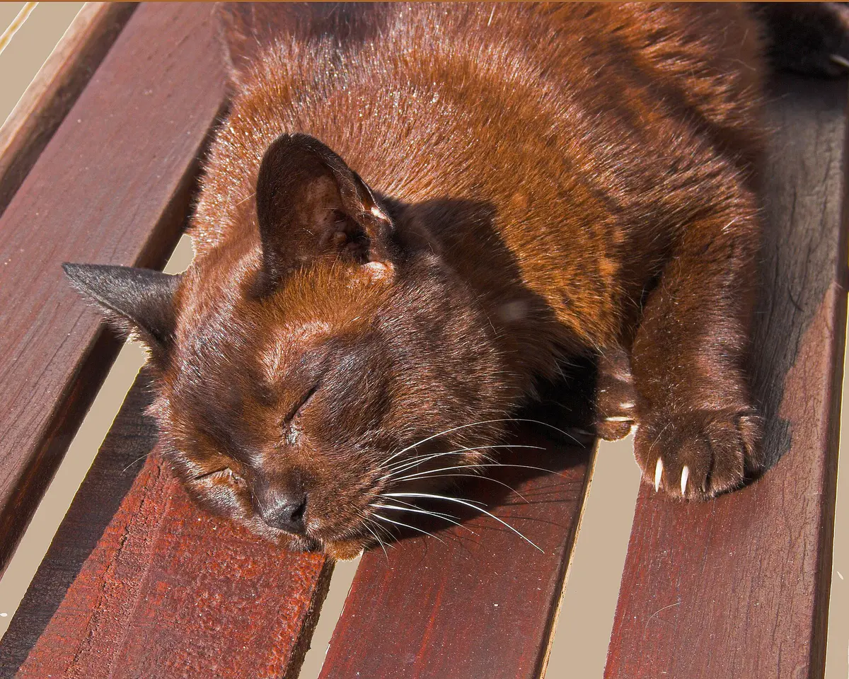 American burmese