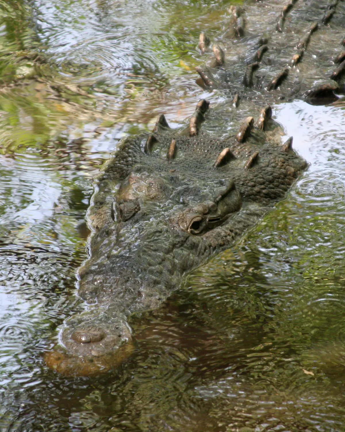 American crocodile