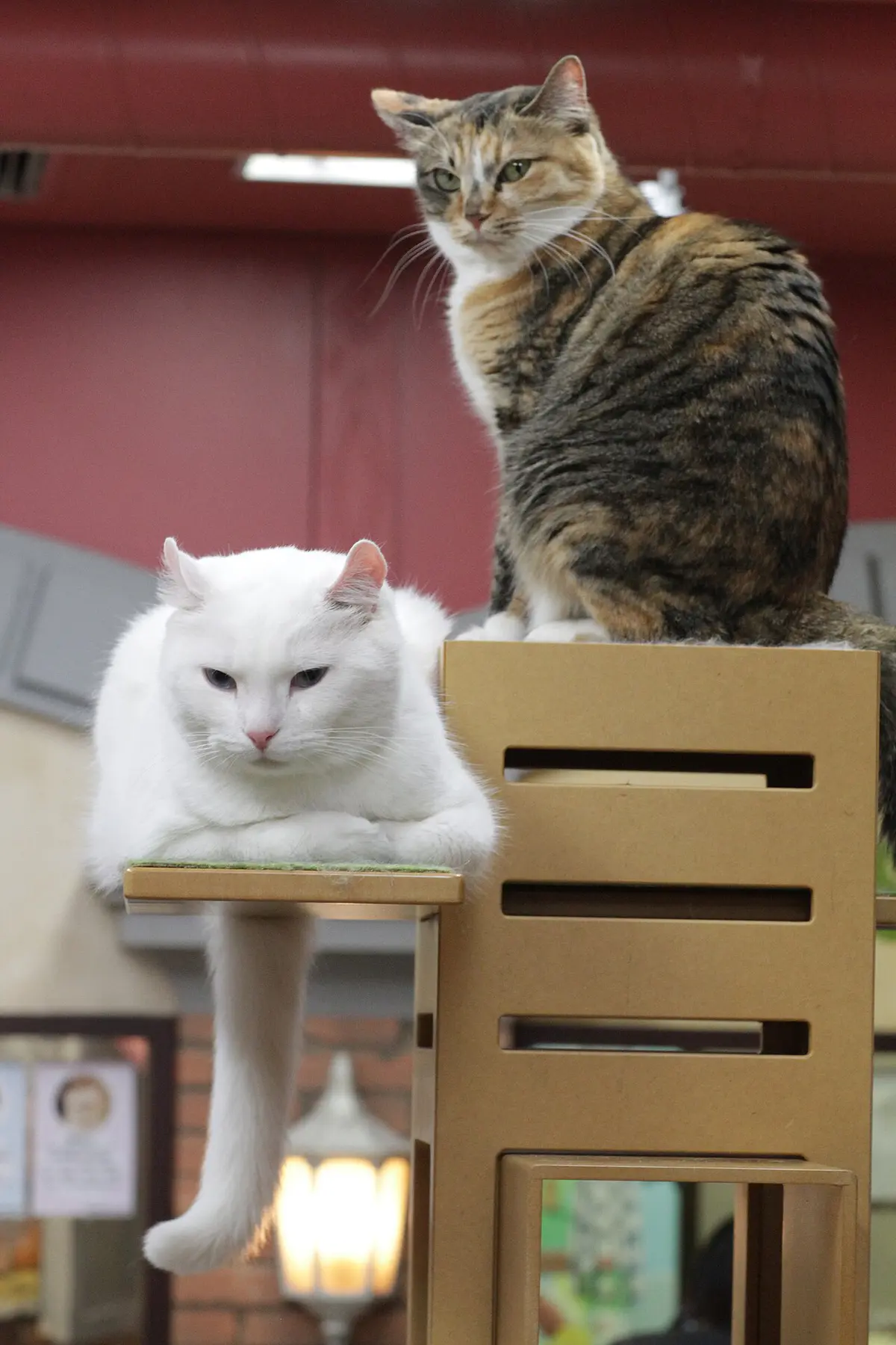 American Curl