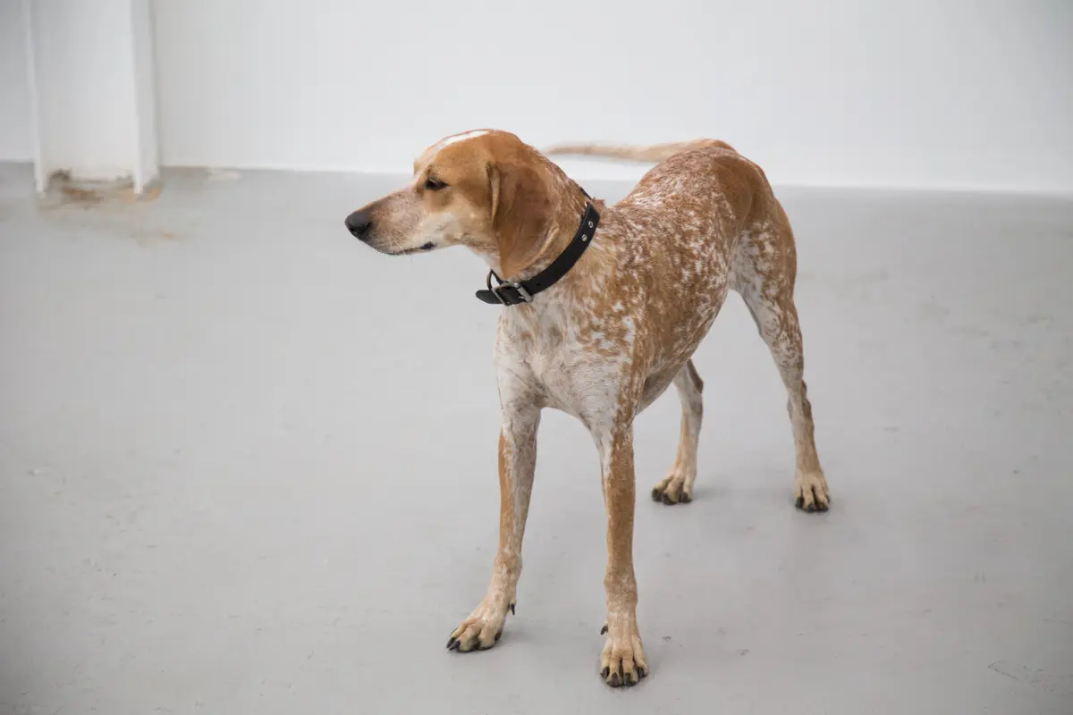 American English Coonhound