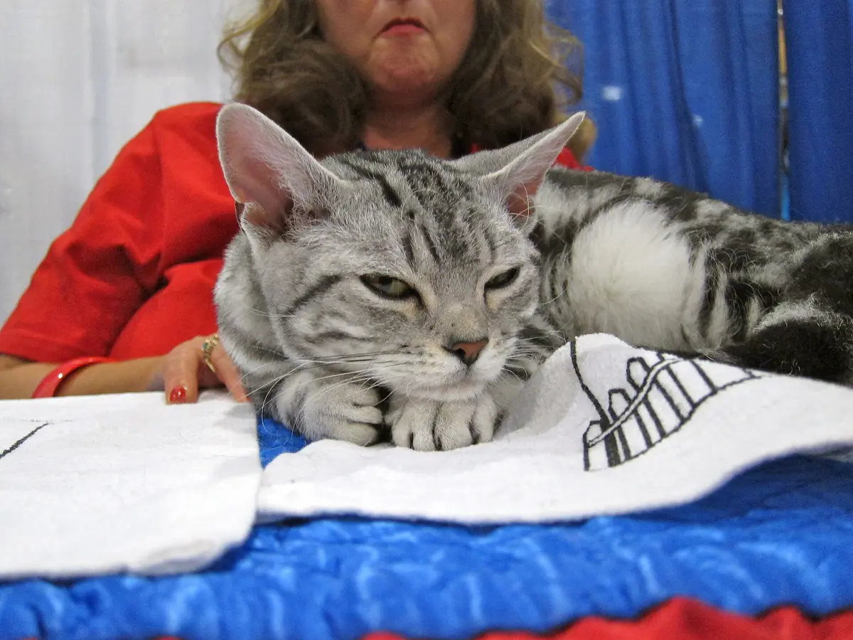 American Wirehair