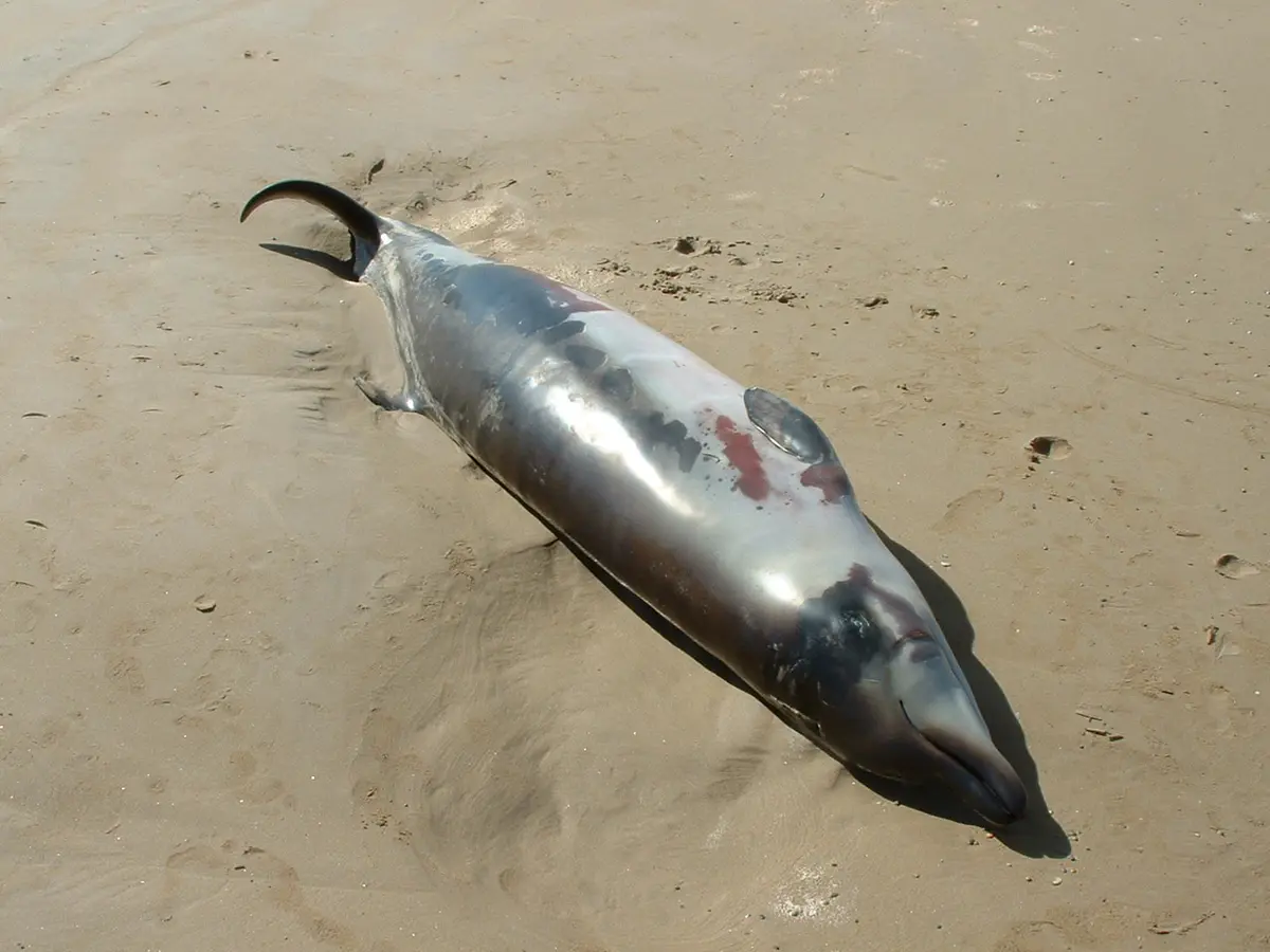 Andrews' beaked whale