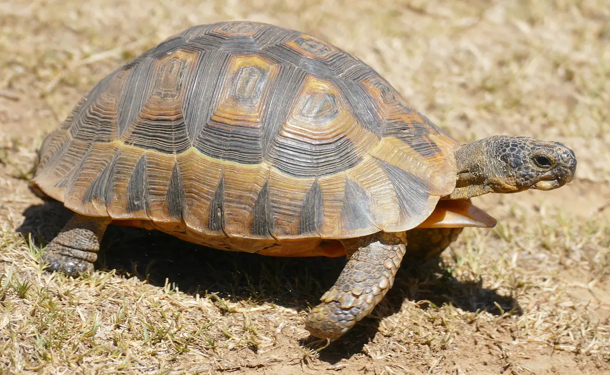 Angulate tortoise