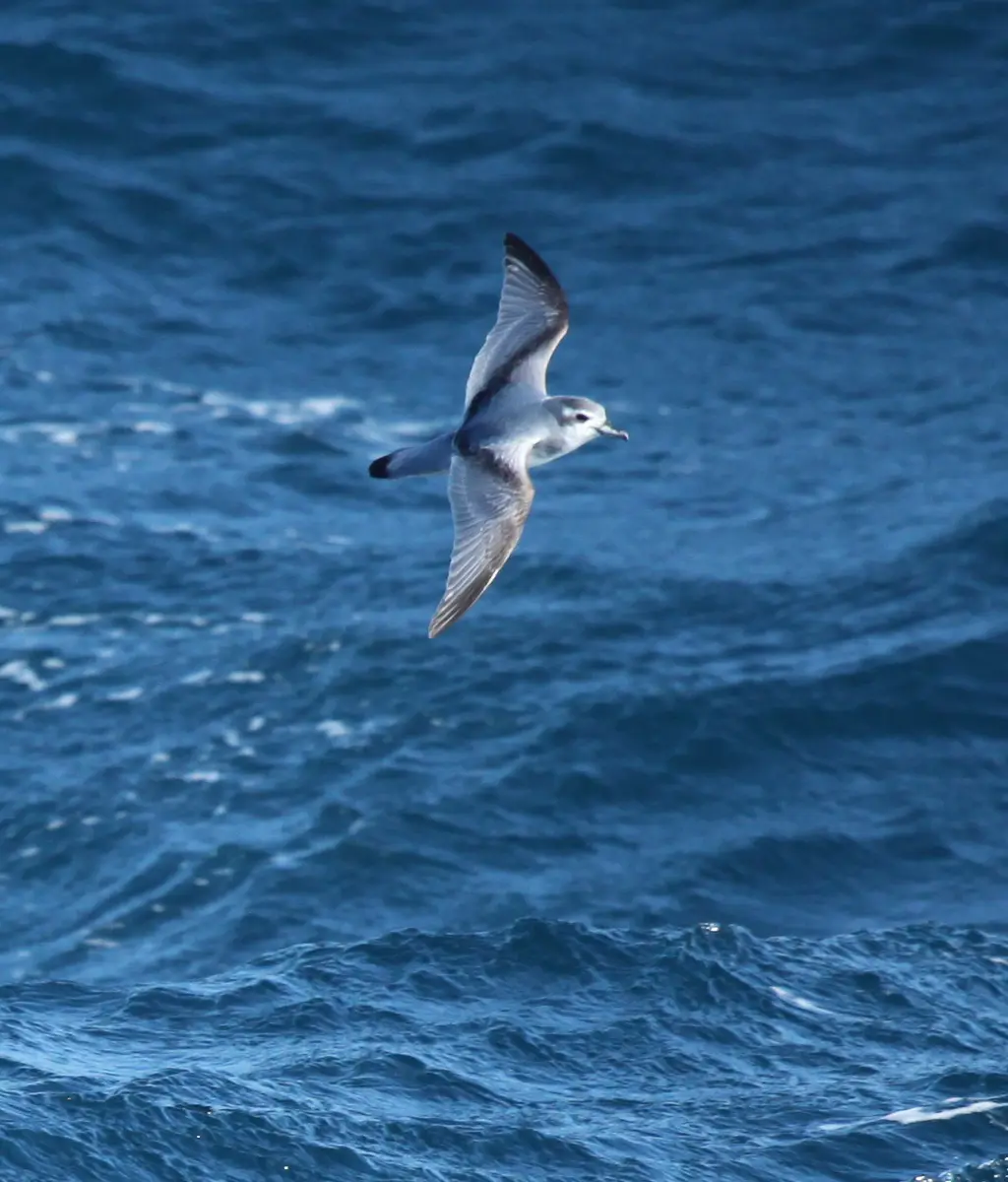 Antarctic Prion