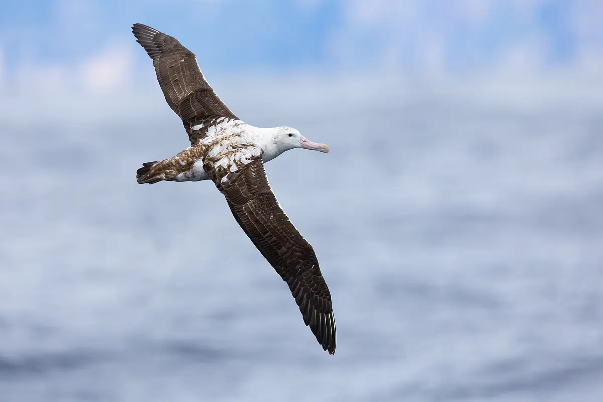 Antipodean Albatross