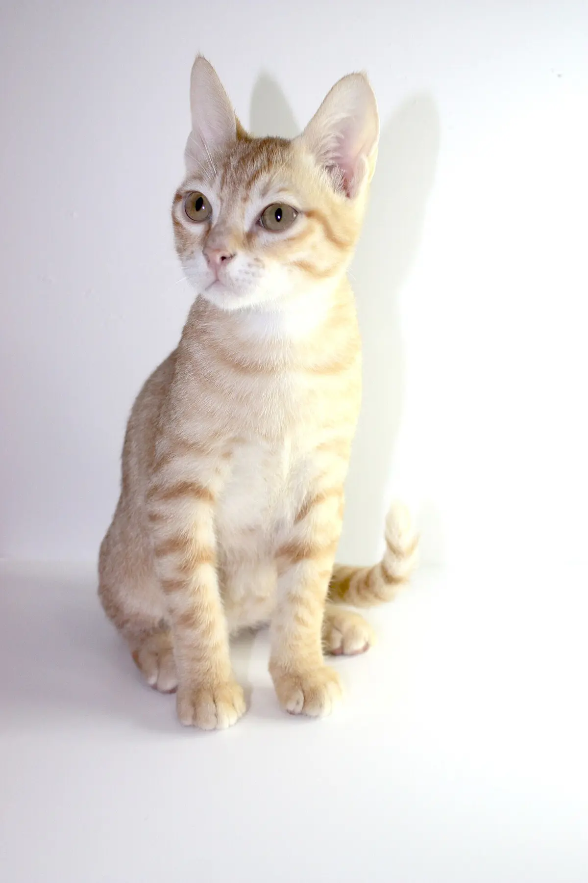 Arabian Mau