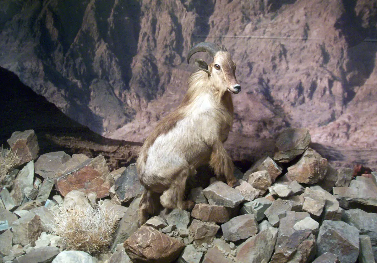 Arabitragus jayakari
