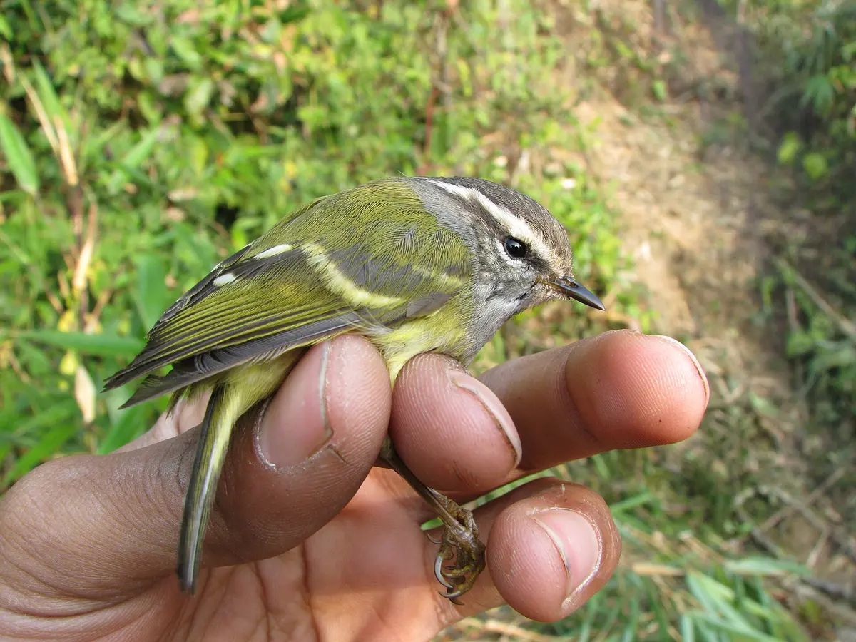 Ashy-throated Warbler