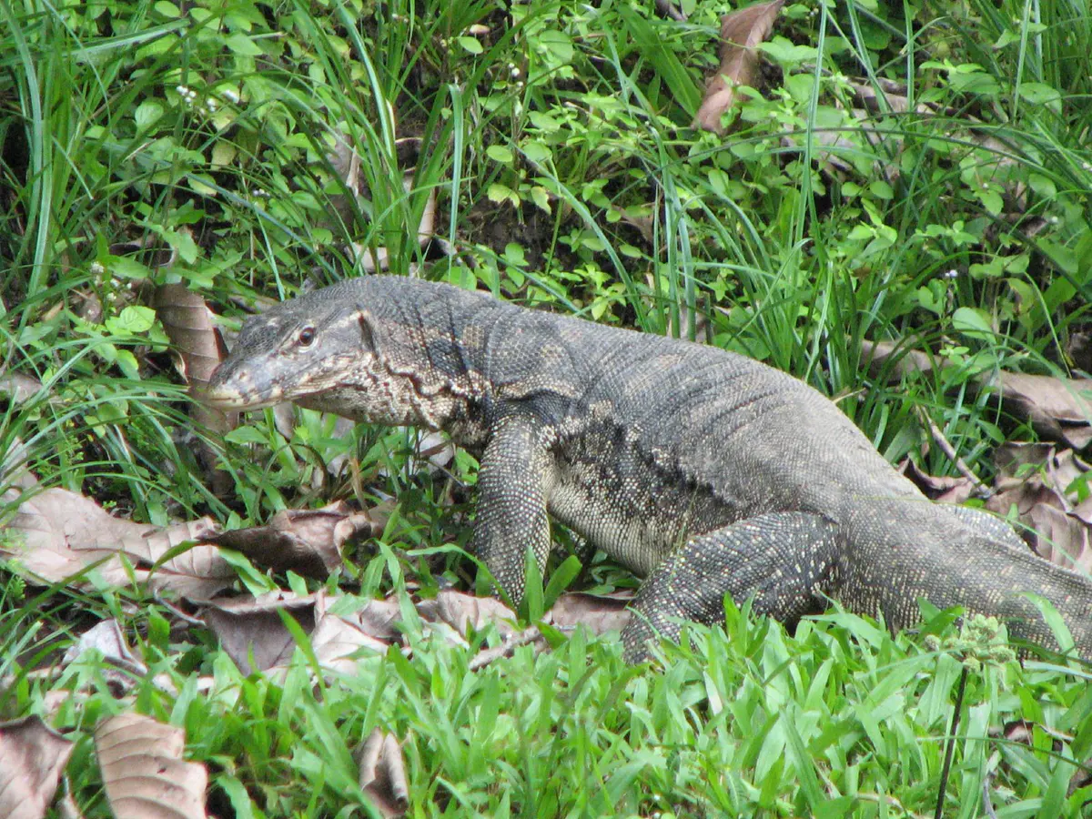 Asian water monitor