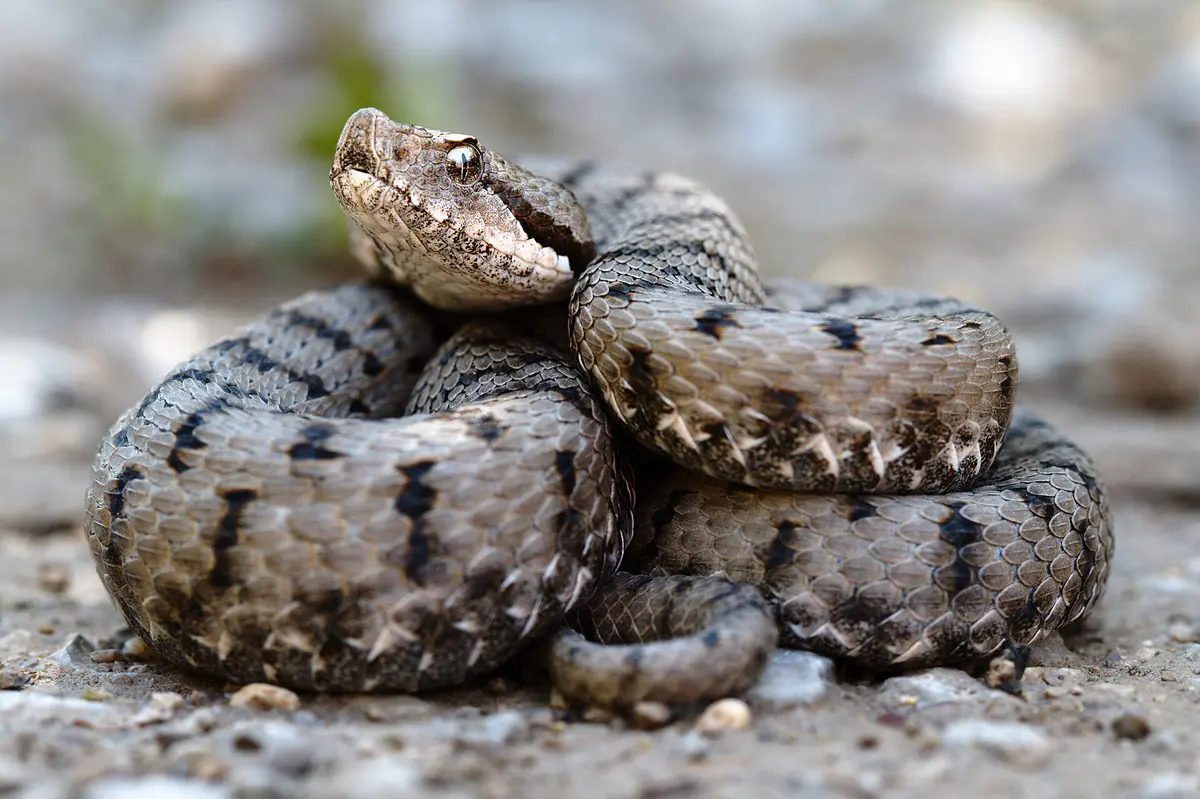 aspic viper