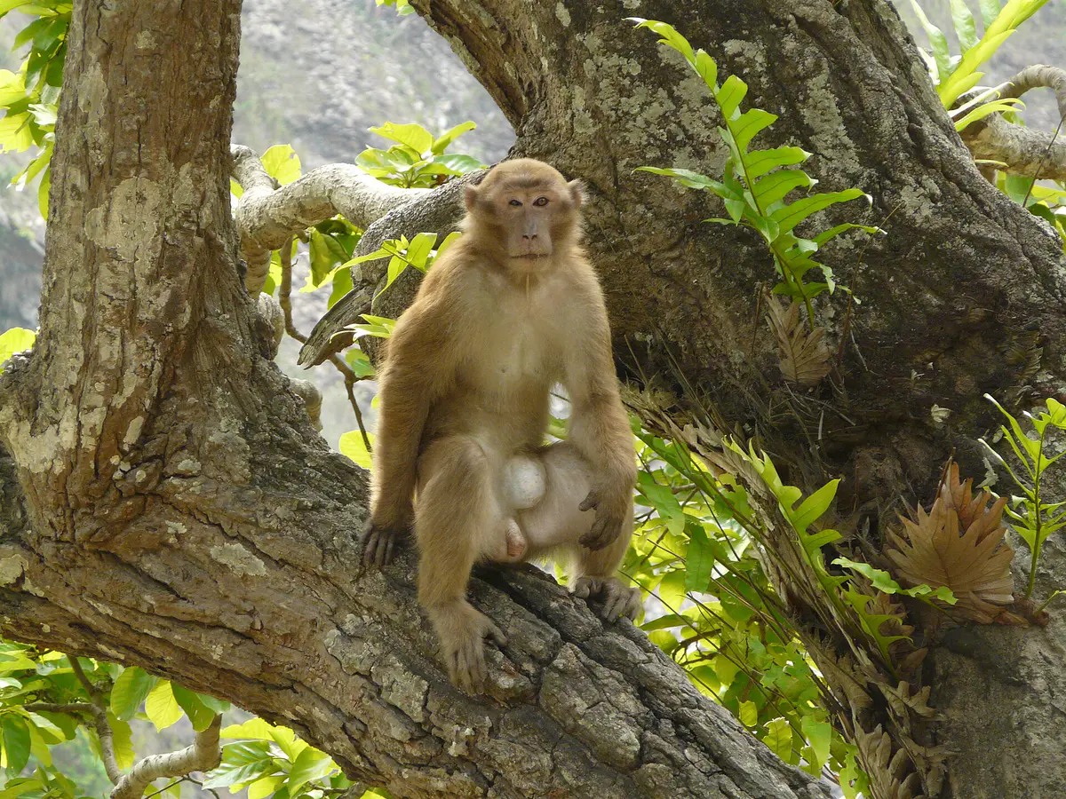 Assam macaque