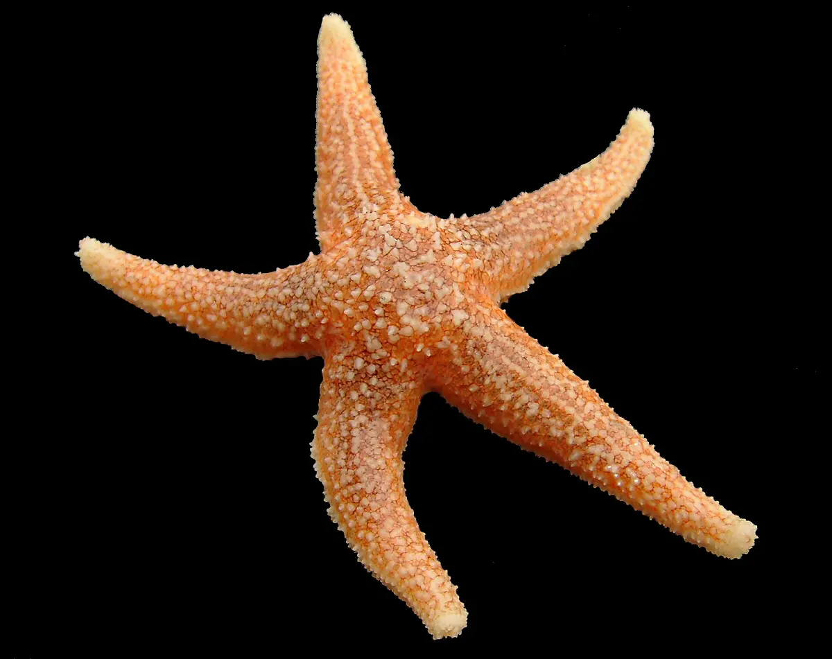 Asterias rubens