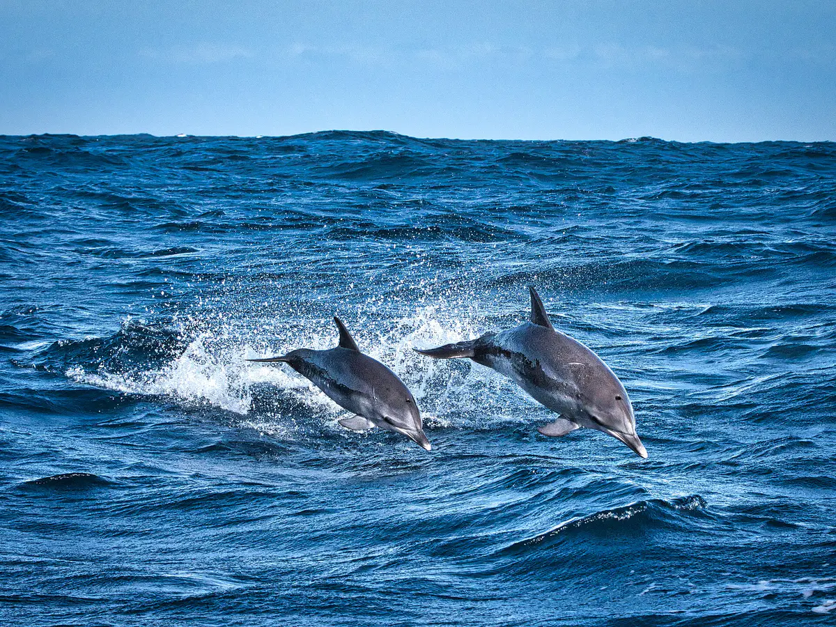 Atlantic spotted dolphin