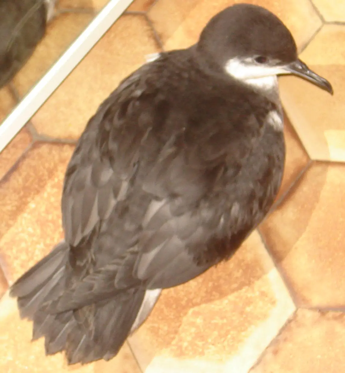 Audubon's Shearwater