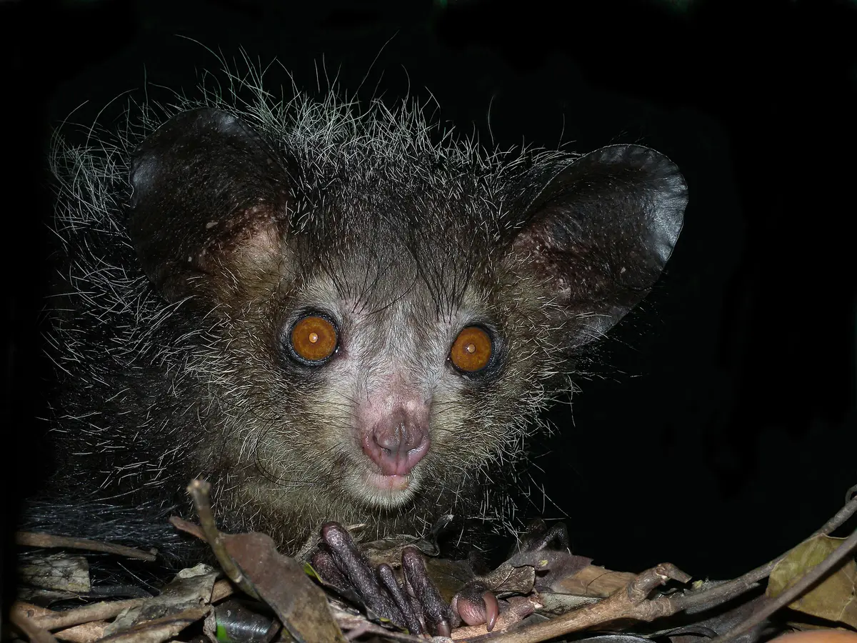 aye-aye