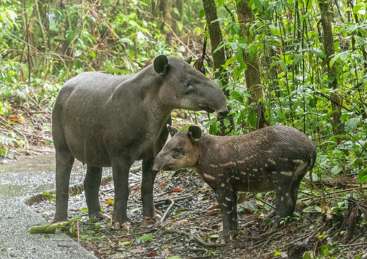 Baird's tapir