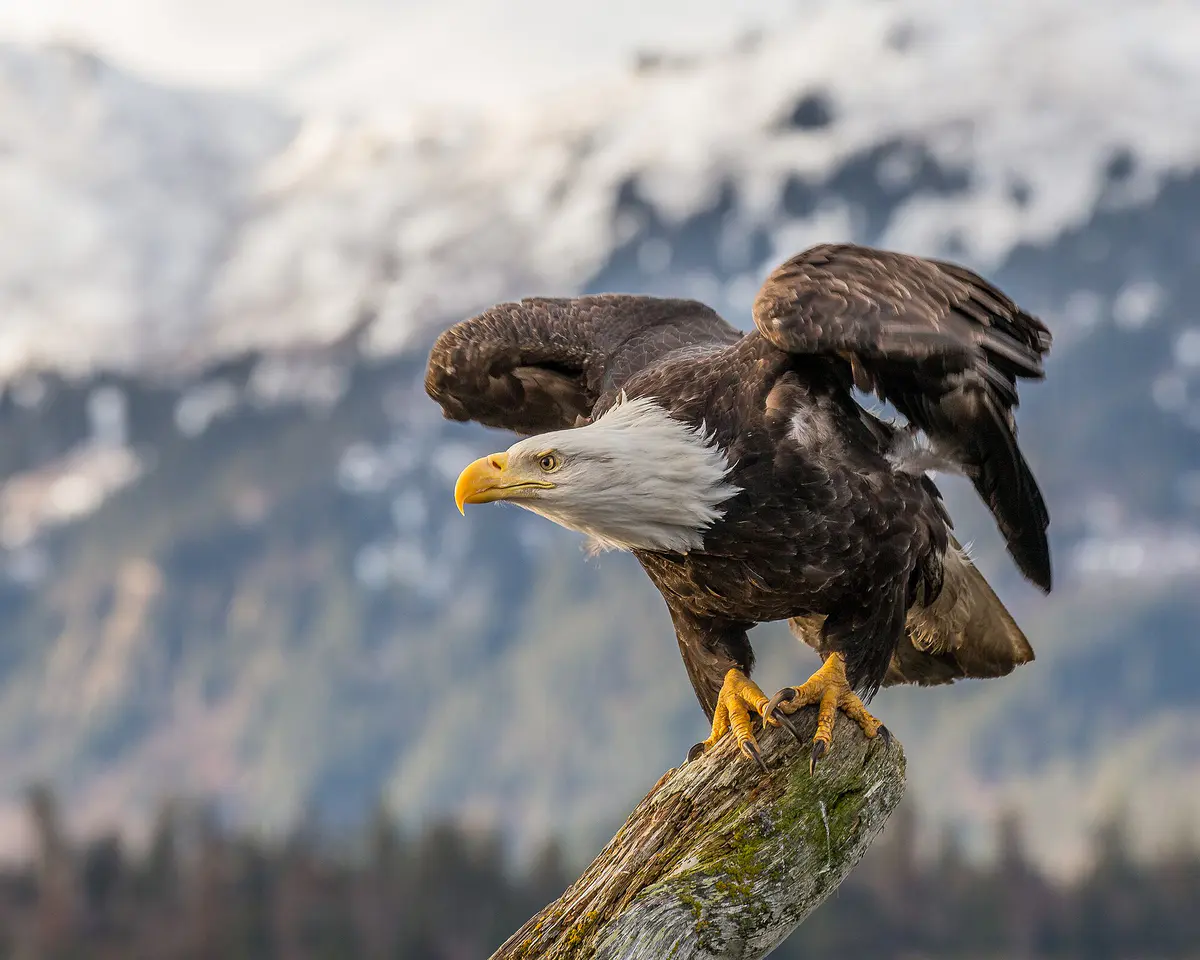 A bald eagle preparing to take flight in Alaska