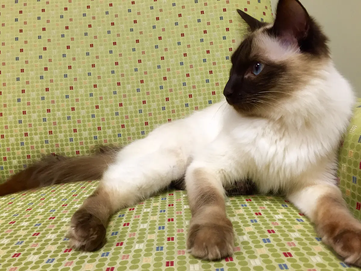 Balinese cat