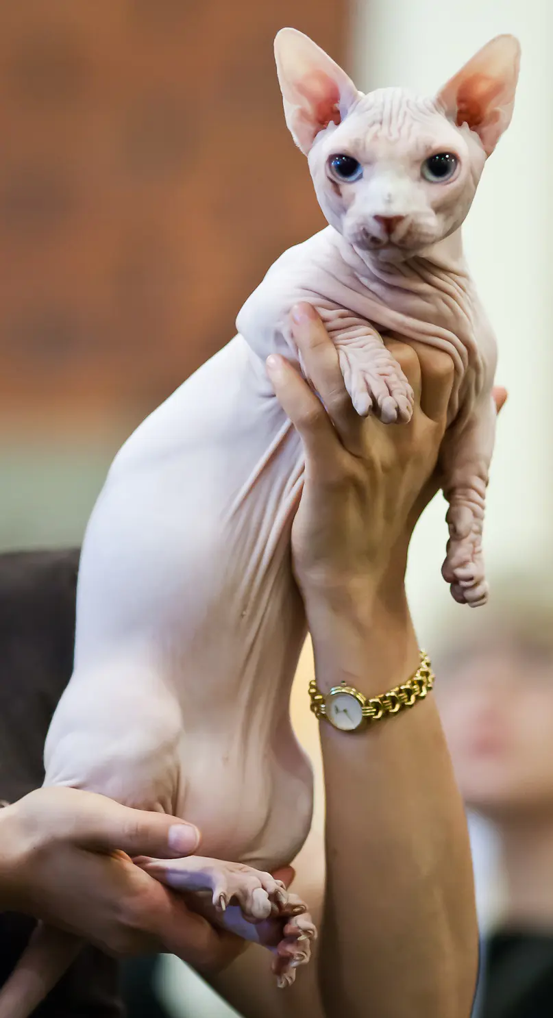 Bambino