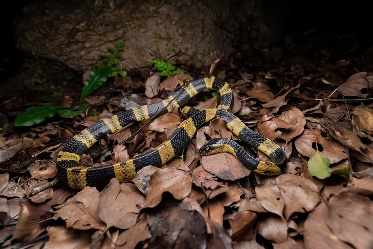 Banded krait