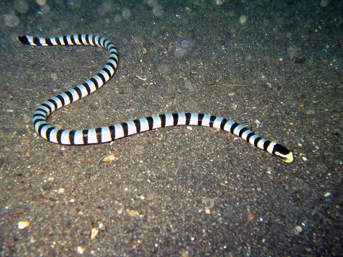 Banded sea krait