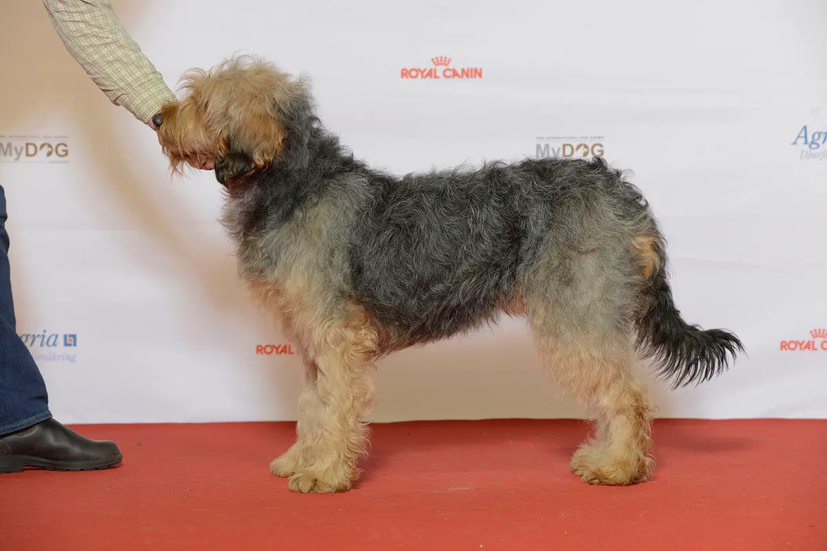 Barak hound