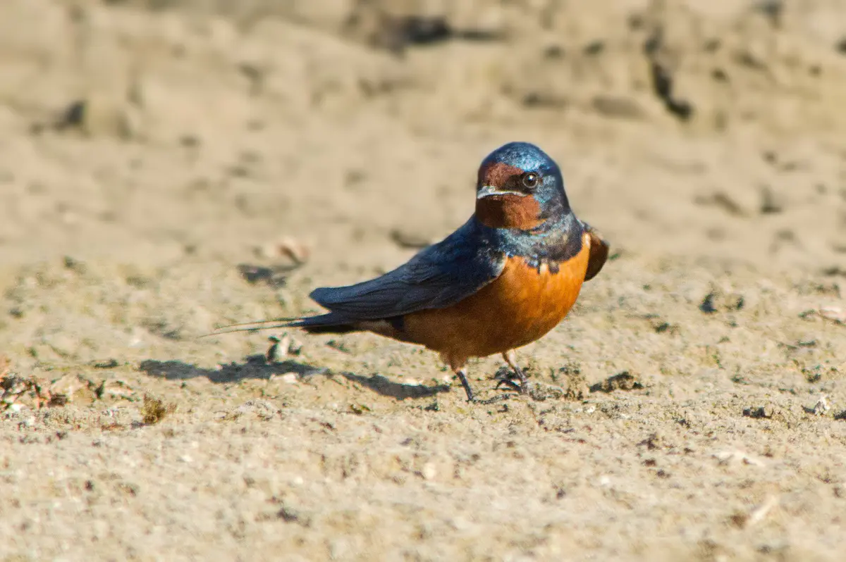 Barn Swallow
