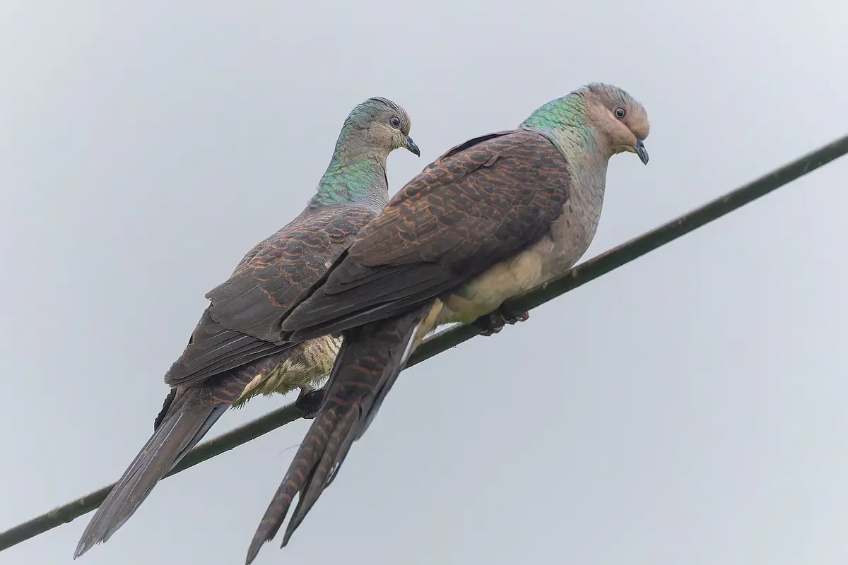 Barred Cuckoo Dove