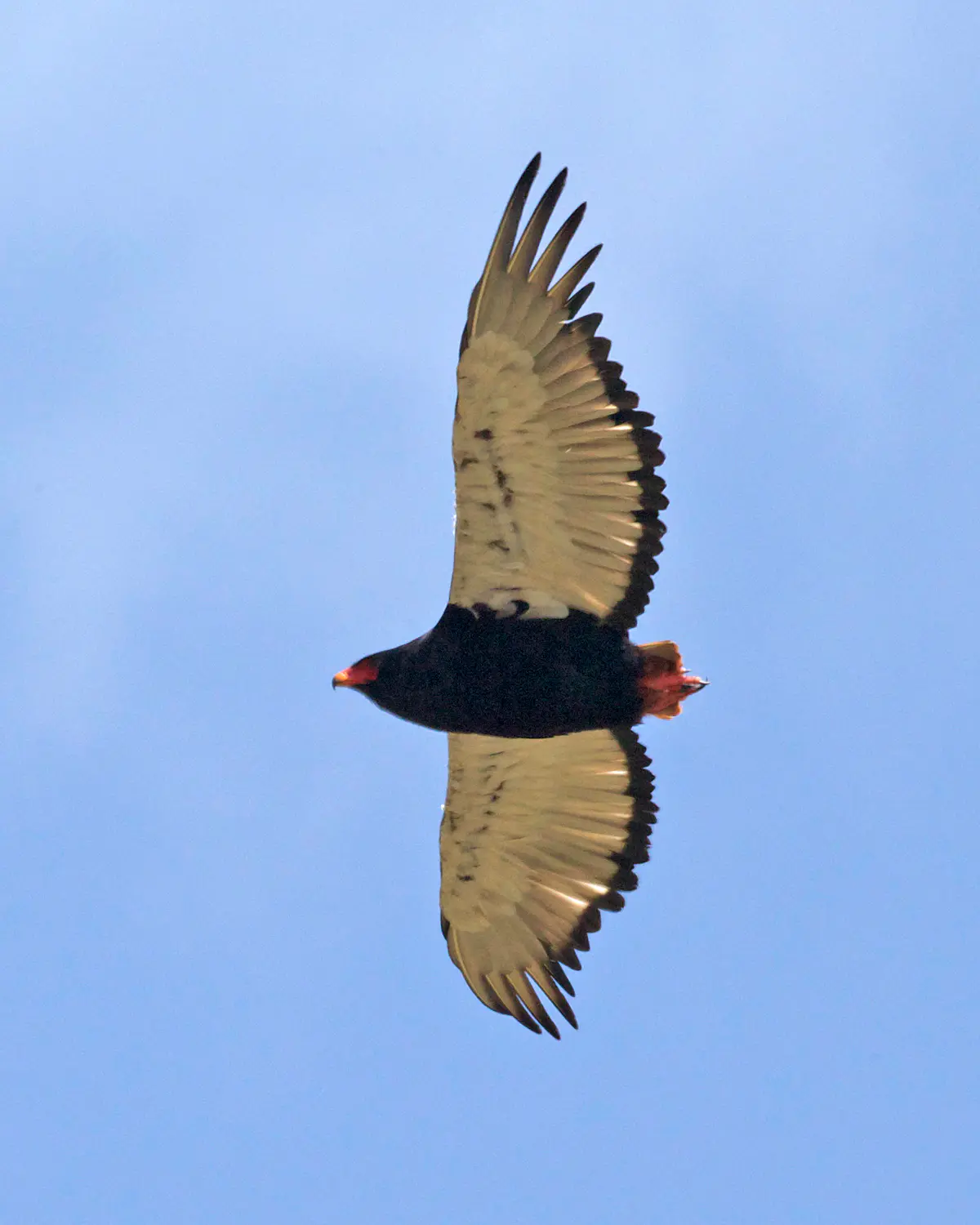 Bateleur