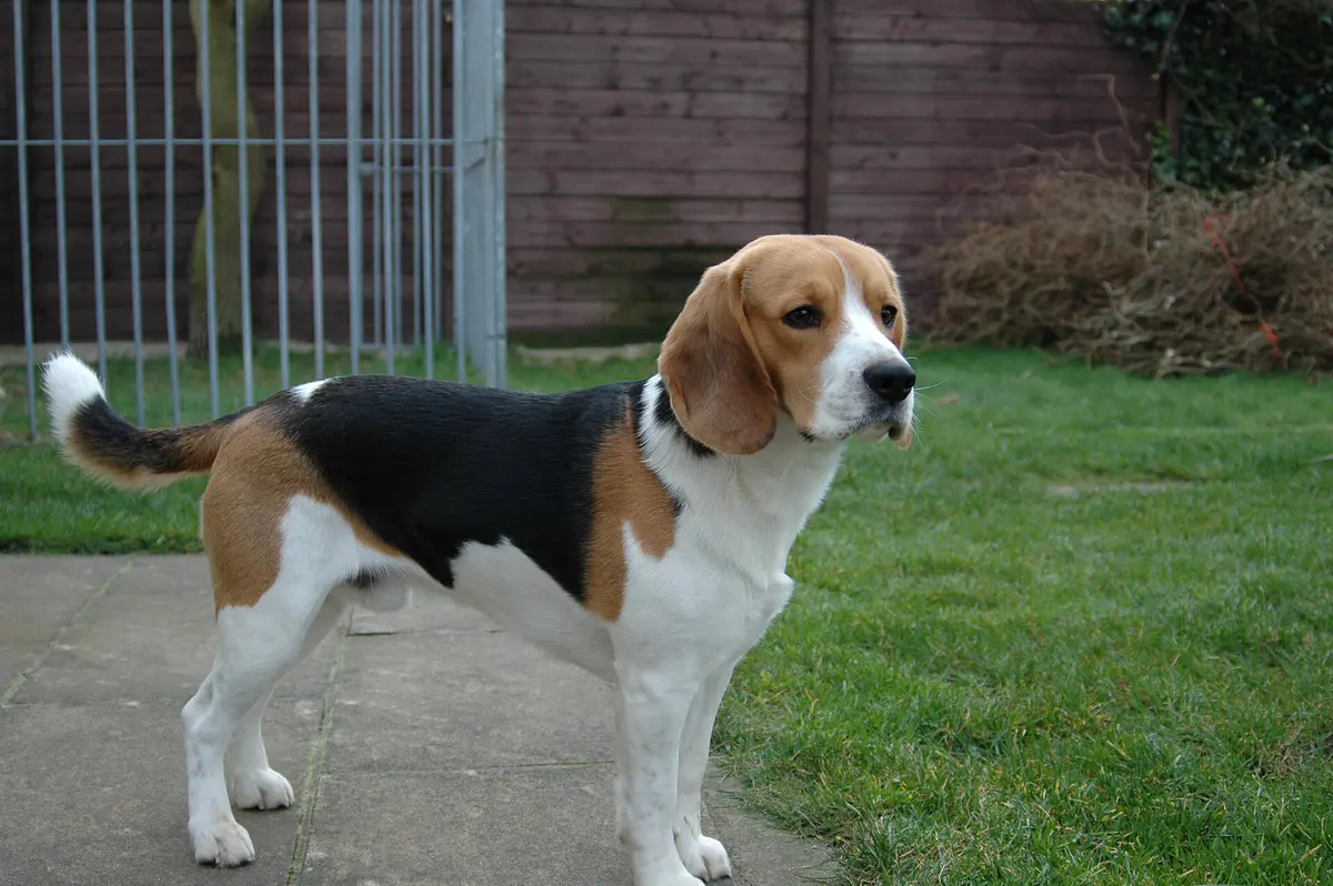A tricolour beagle standing in profile outdoors