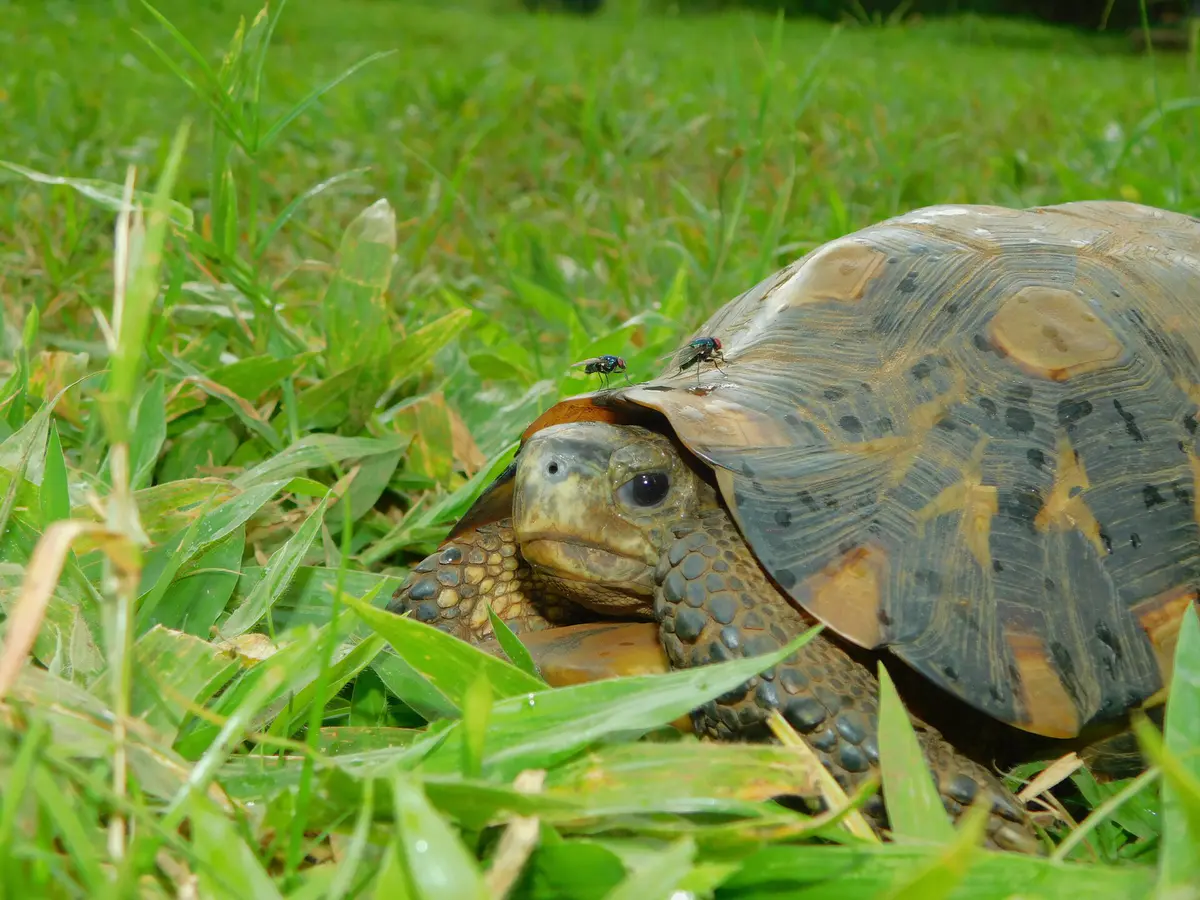 Bell's hinge-back tortoise
