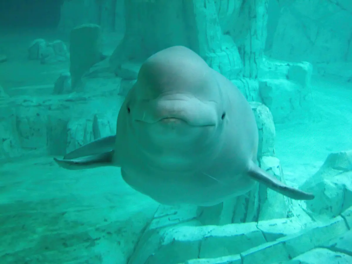 beluga whale