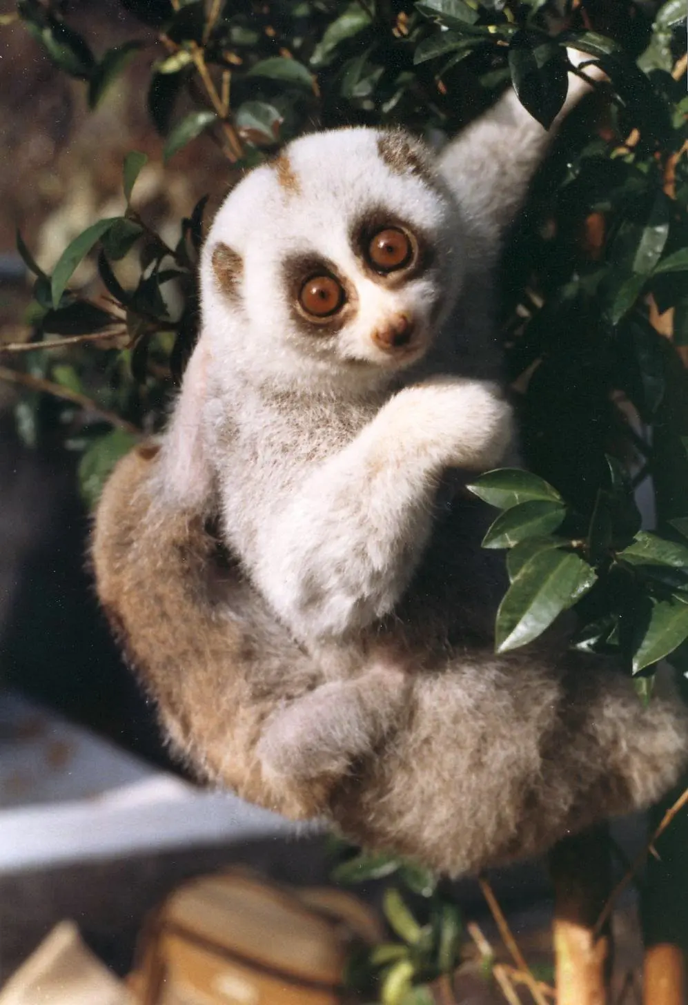 Bengal slow loris