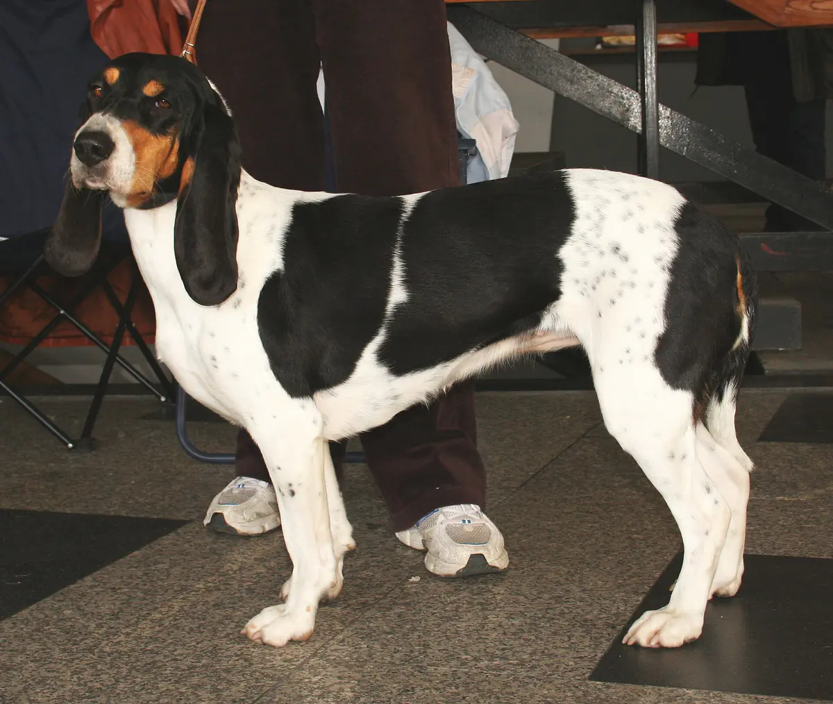 Bernese hound